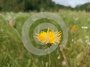 Hieracium laevigatum or smooth hawkweed. Hieracium, known by the common name hawkweed and classically as hierakion